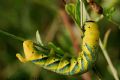 Acherontia atropos